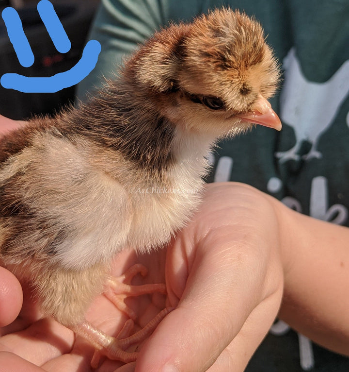 Blue Egg, Blue Laced & Speckled Trio – Buy 6 + 6 Bonus Free (12 Female Chicks, Shipping Included) - - baby chicks by Az Chickens