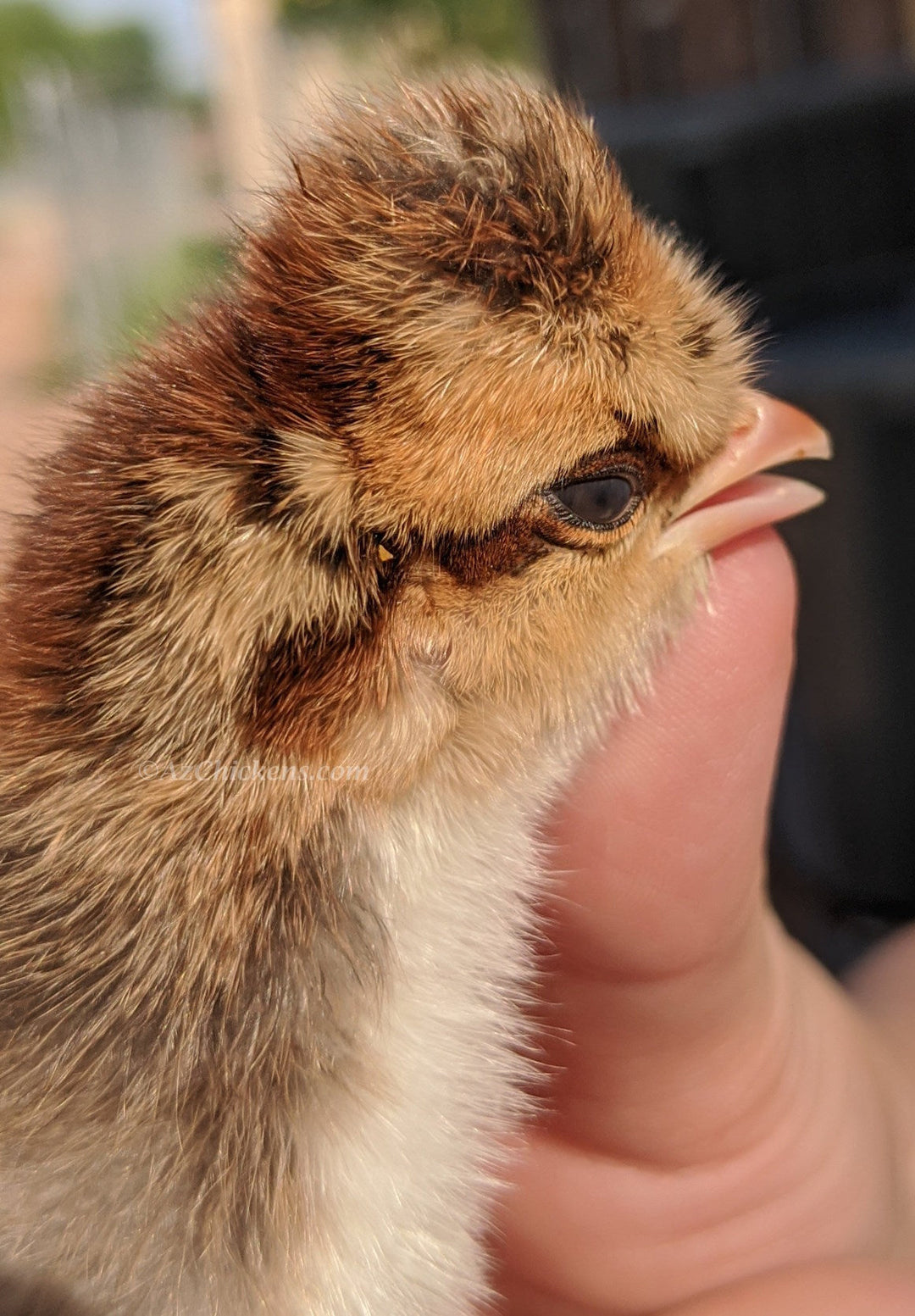 Creme Legbar Chicks – Buy 6 + 4 Bonus Free (10 Females Total, Shipping Included) - - Creme Crested Legbar by Az Chickens