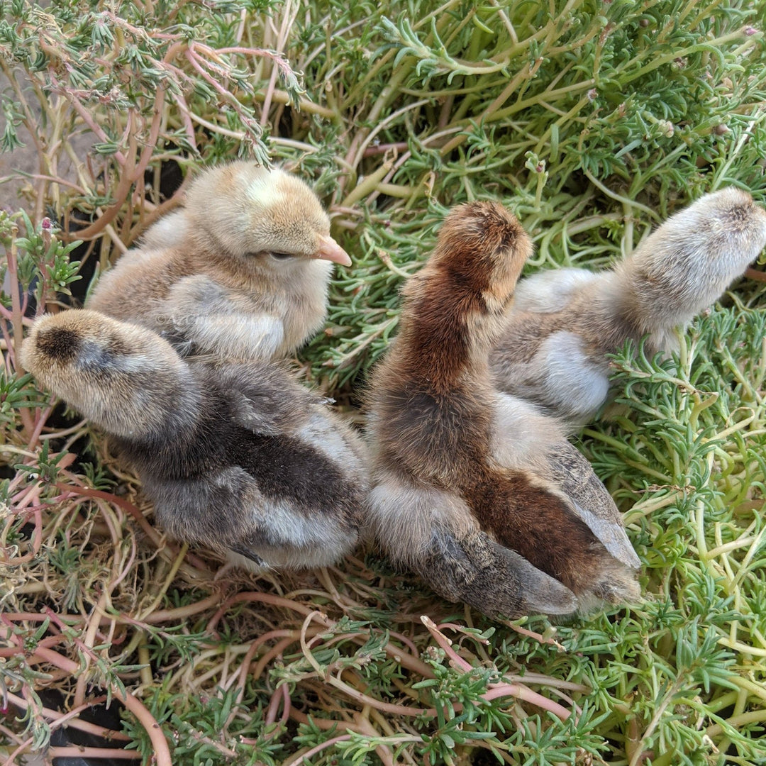 Creme Legbar Chicks – Buy 6 + 4 Bonus Free (10 Females Total, Shipping Included) - - Creme Crested Legbar by Az Chickens