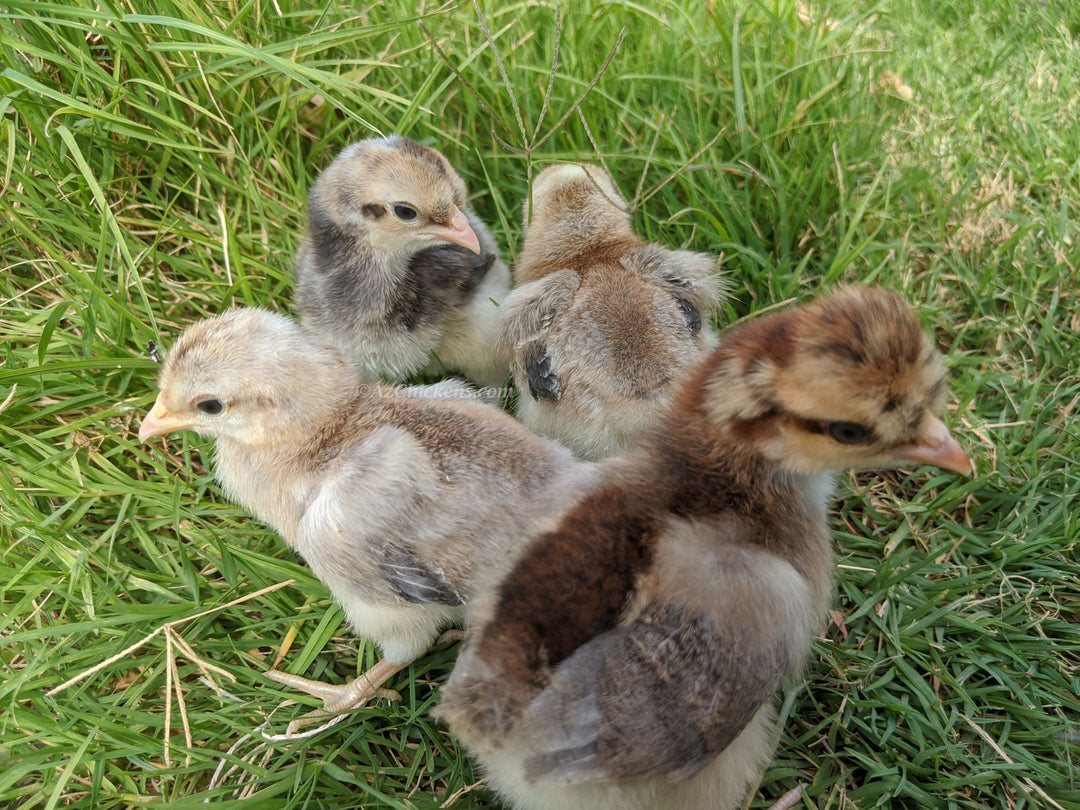 Creme Legbar Chicks – Buy 6 + 4 Bonus Free (10 Females Total, Shipping Included) - - Creme Crested Legbar by Az Chickens