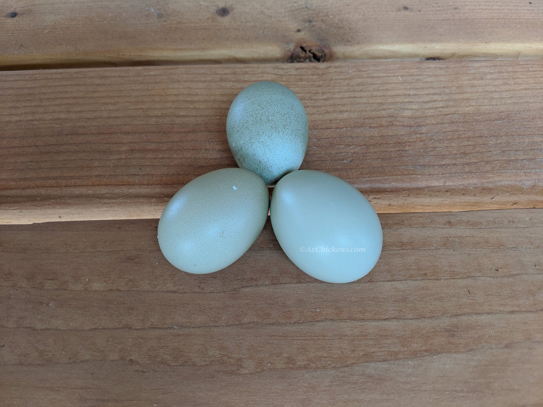 Blue Egg, Blue Laced & Speckled Trio – Buy 6 + 6 Bonus Free (12 Female Chicks, Shipping Included) - - baby chicks by Az Chickens