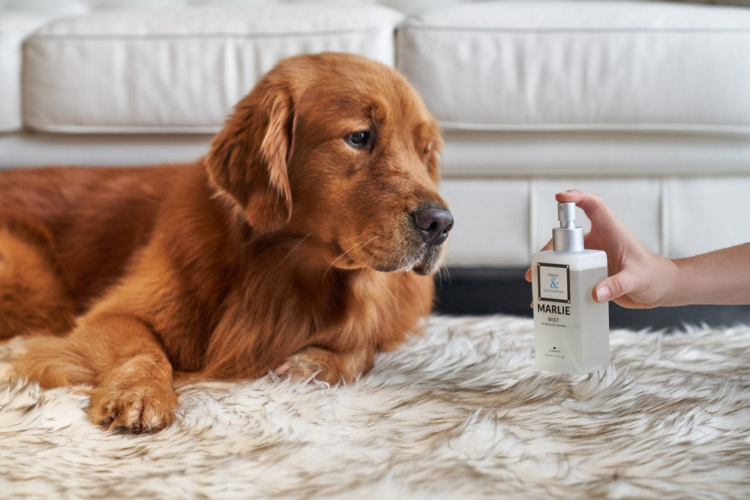 Marlie Mist Pet Odor Eliminator Spray with Essential Oils - - Pet Fragrances & Deodorizing Sprays by Paw.com