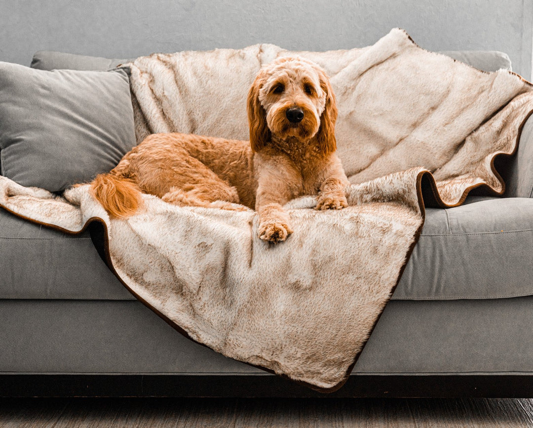 PupProtector™ Short Fur Waterproof Throw Blanket - White with Brown Accents - Original (60"L x 50"W) - Dog Blanket by Paw.com