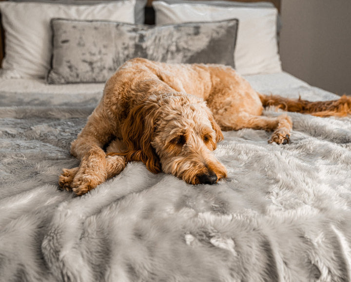 PupProtector™ Short Fur Waterproof Throw Blanket - Grey - - Dog Blanket by Paw.com
