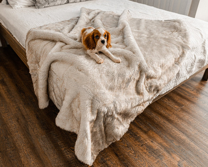 PupProtector™ Short Fur Waterproof Throw Blanket - White with Brown Accents - - Dog Blanket by Paw.com