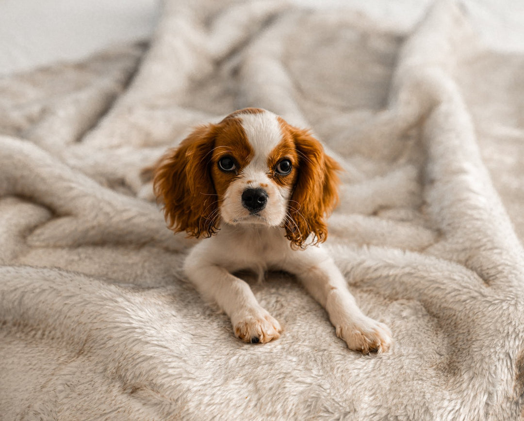 PupProtector™ Short Fur Waterproof Throw Blanket - White with Brown Accents - - Dog Blanket by Paw.com