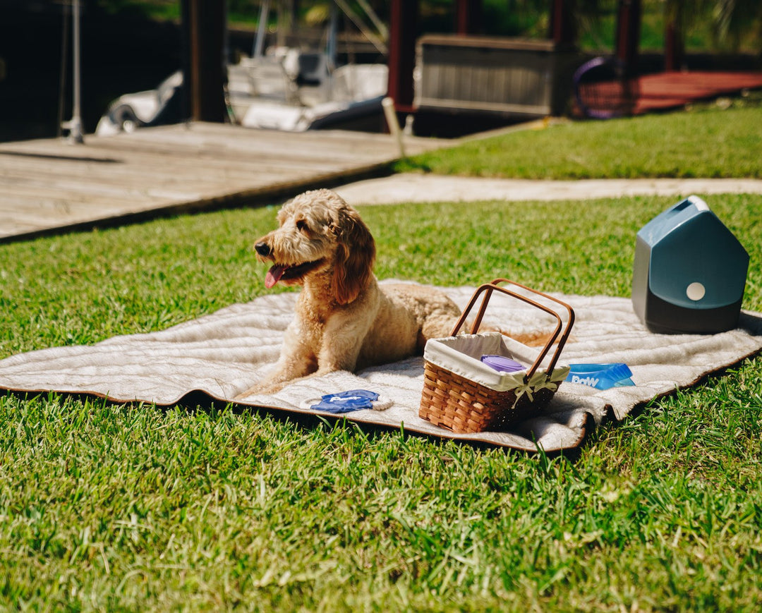 PupProtector™ Short Fur Waterproof Throw Blanket - White with Brown Accents - - Dog Blanket by Paw.com