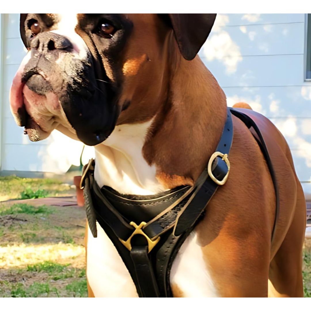 Dean & Tyler Dean's Choice - Leather Harness - Black - Harness by Dean & Tyler