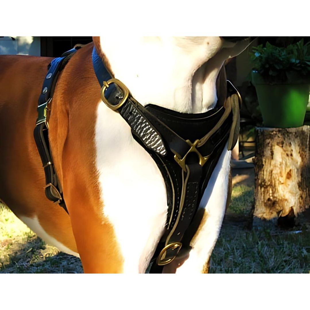 Dean & Tyler Dean's Choice - Leather Harness - - Harness by Dean & Tyler