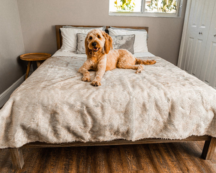PupProtector™ Short Fur Waterproof Throw Blanket - White with Brown Accents - Large (80"L X 62"W) - Dog Blanket by Paw.com
