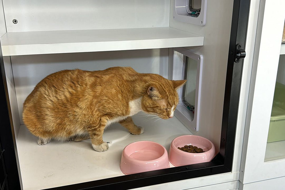 K9 Kennel Store Double Unit Cat Stax - - Cat Unit by K9 Kennel Store