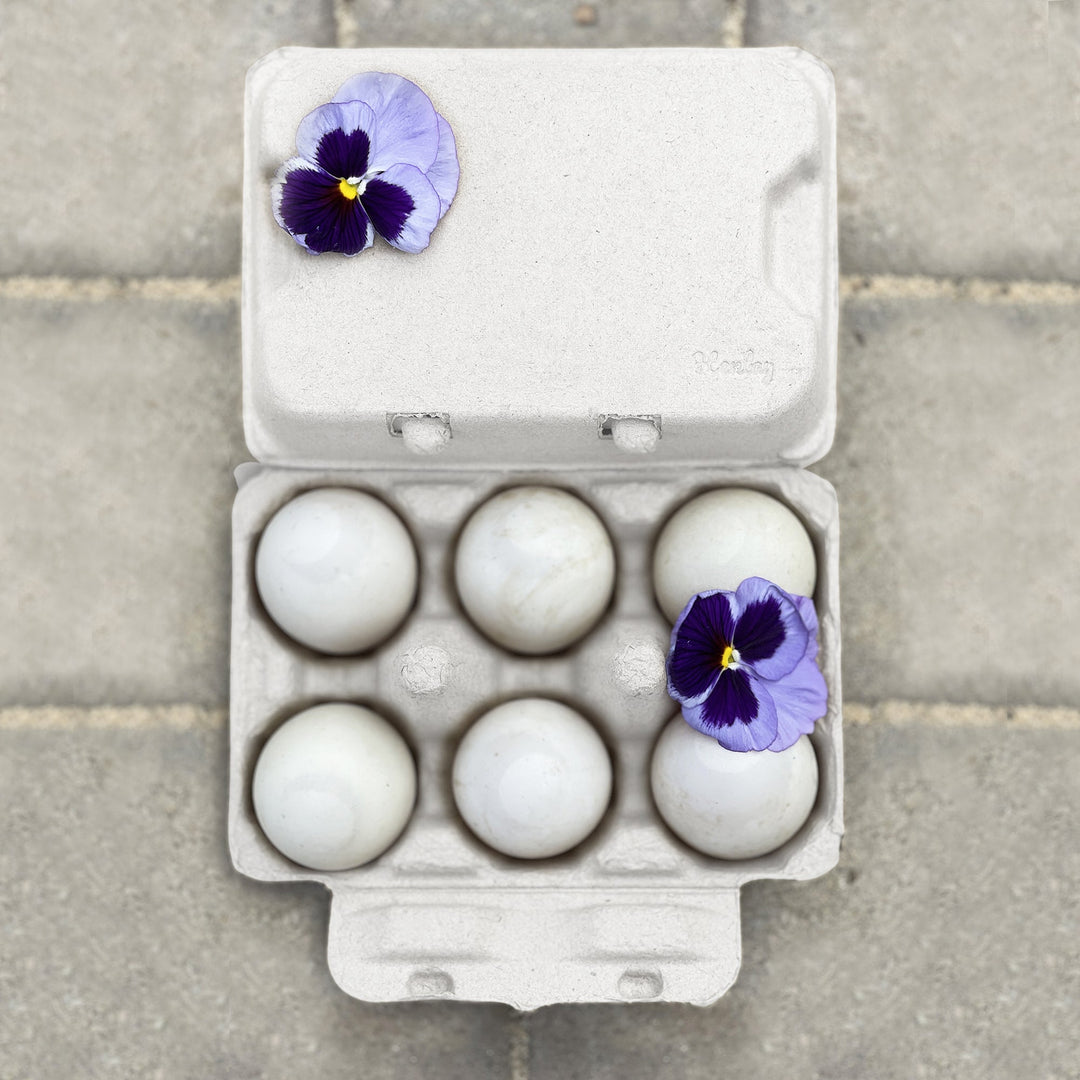 Henlay Duck Egg Cartons - Holds Half Dozen Jumbo Eggs- Blank Flat Top, 2 colors, 20 or 100 - - Egg Cartons by My Pet Chicken