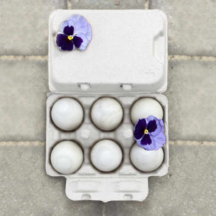Henlay Duck Egg Cartons - Holds Half Dozen Jumbo Eggs- Blank Flat Top, 2 colors, 20 or 100 - - Egg Cartons by My Pet Chicken