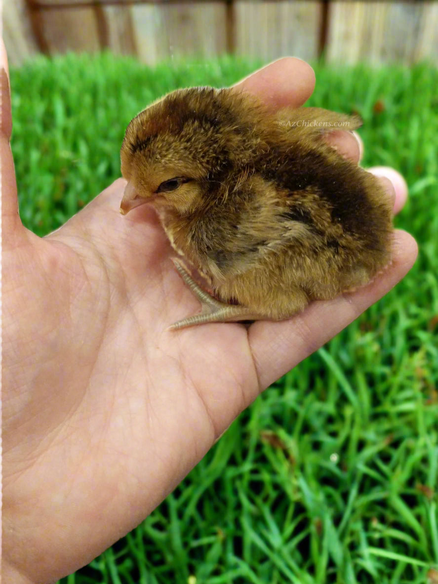 Easter Egger Chicks – Buy 10 + 5 Bonus Free (15 All-Female, Shipping Included) - - by Az Chickens