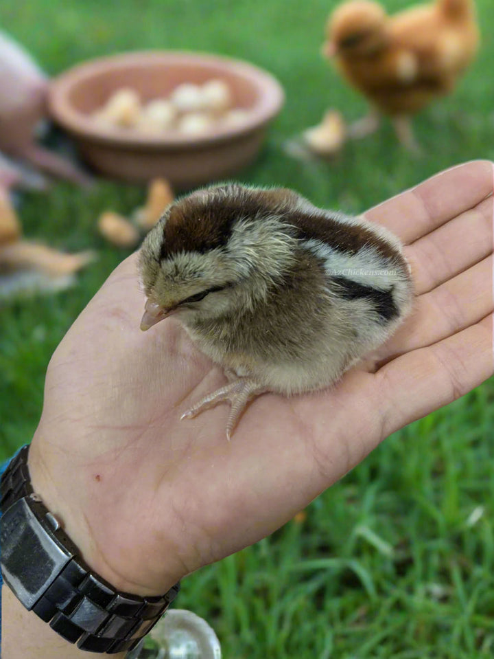 Easter Egger Chicks – Buy 10 + 5 Bonus Free (15 All-Female, Shipping Included) - - by Az Chickens