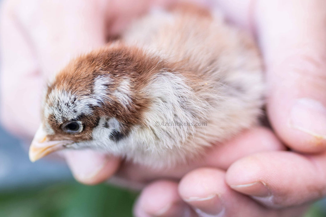 Easter Egger Chicks – Buy 10 + 5 Bonus Free (15 All-Female, Shipping Included) - April 6th - by Az Chickens