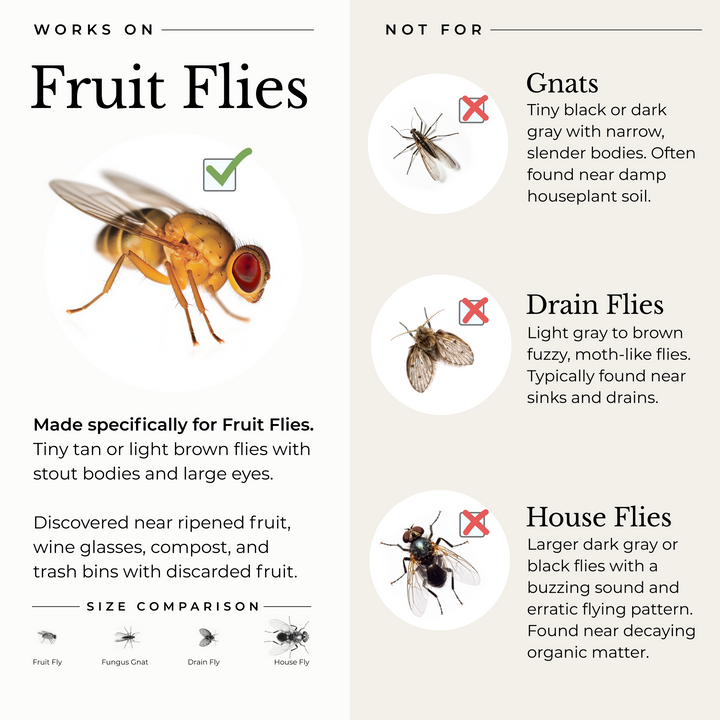 (2 Pack) Fruit Fly Trap for Home + Kitchen - - sale by Wondercide
