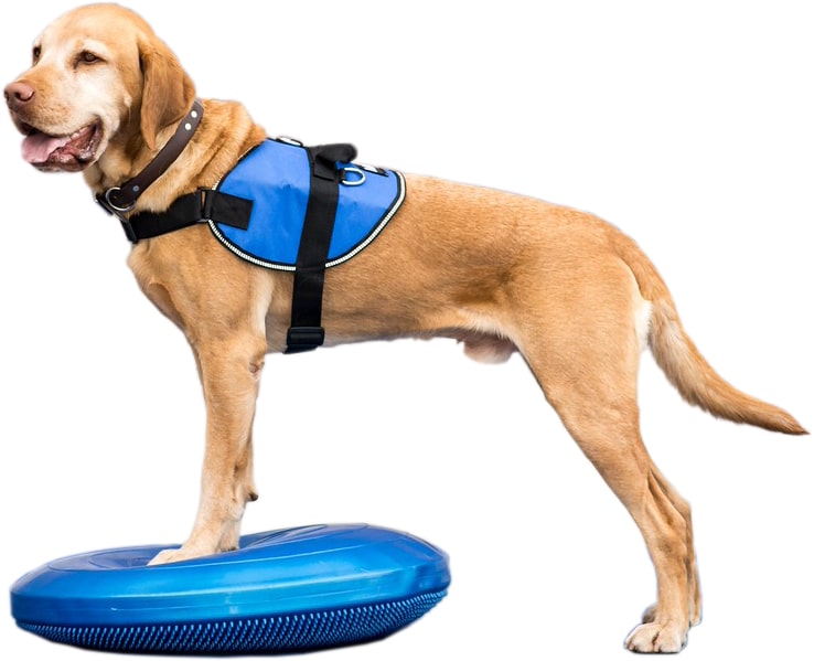 FitPAWS Balance Discs