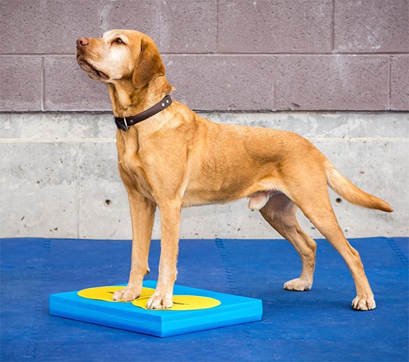 FitPAWS Balance Pad - - Training by FitPAWS