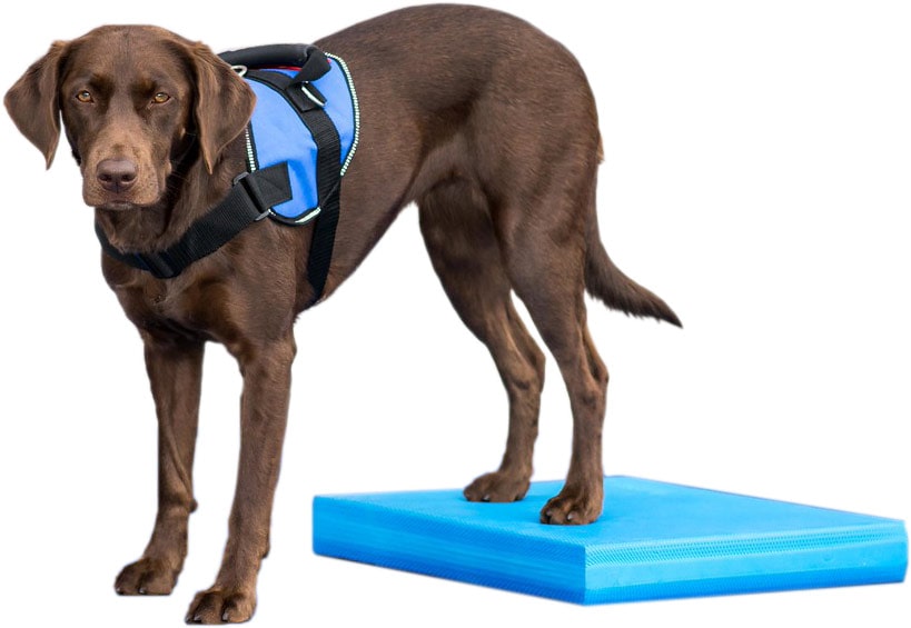 FitPAWS Balance Pad