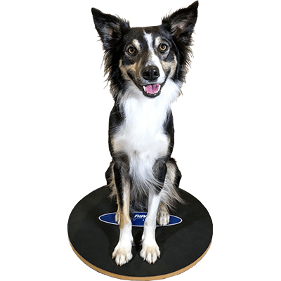 FitPAWS Wobble Board, Dog Balance Training Platform - 20" - Training by FitPAWS