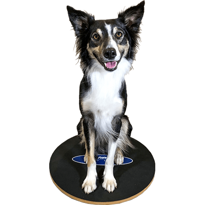 FitPAWS Wobble Board, Dog Balance Training Platform