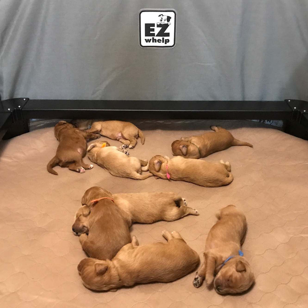 Brown Pad/Mat - - Pad by EZwhelp