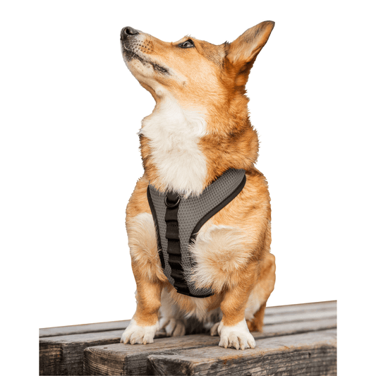 K9 Sport Sack® Harness