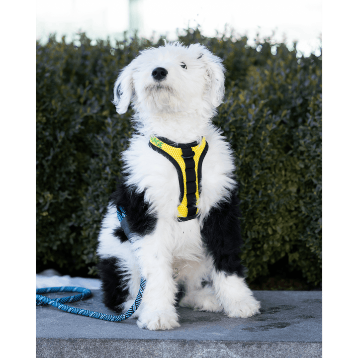 K9 Sport Sack® Harness