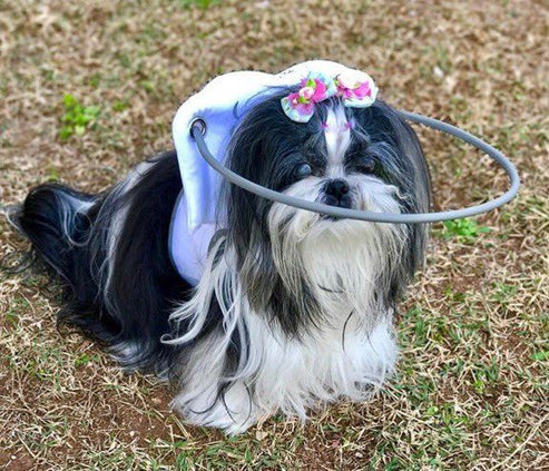 Muffin's Halo Blind Dog Guide - - Blind Dog Guide by Muffins Halo