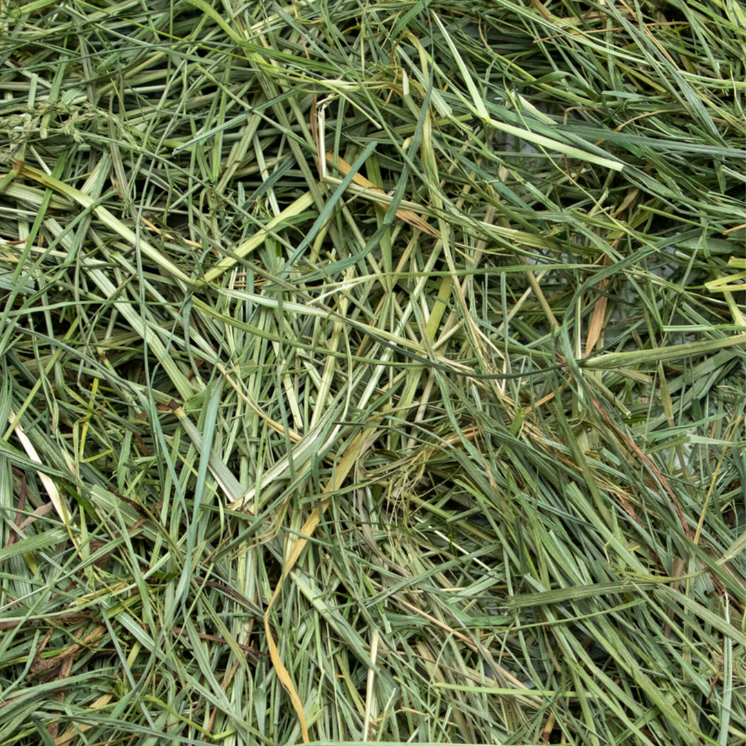 Rabbit Hole Hay Ultra Premium Mountain Grass - - Hay by Rabbit Hole Hay