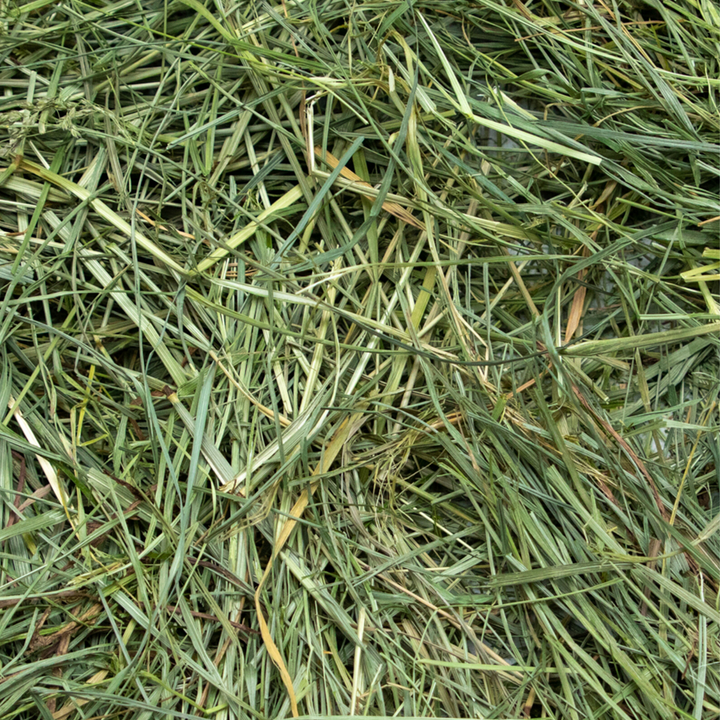 Rabbit Hole Hay Ultra Premium Mountain Grass - - Hay by Rabbit Hole Hay