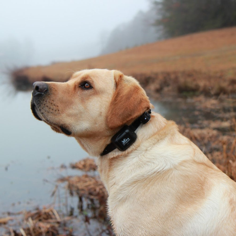DT Systems Master Retriever 1100 - - Training collars by DT Systems
