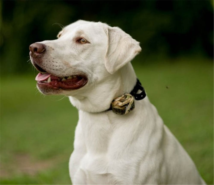 DT Systems Master Retriever 1100 Camo - - Training collars by DT Systems