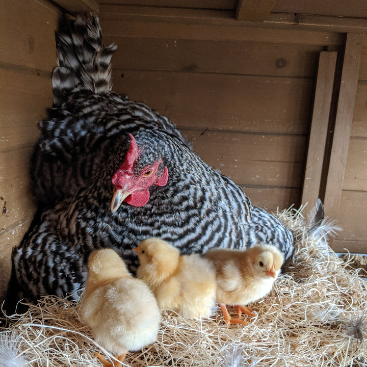 Barred Rock Chicks – Buy 10 + 5 Bonus Free (15 All-Female, Shipping Included) - - by Az Chickens
