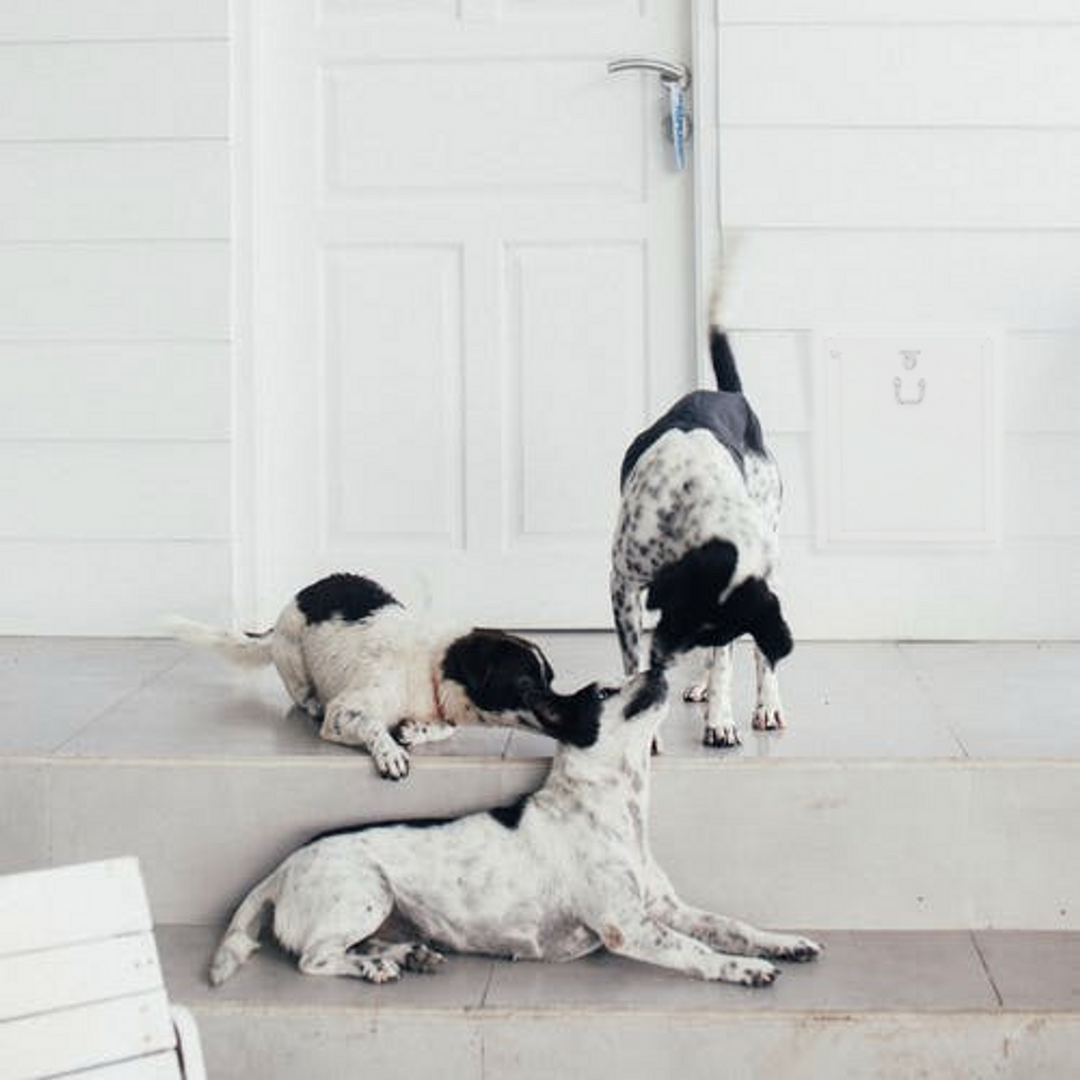Security Boss MaxSeal Wall Mount Pet Door - - by Security Boss