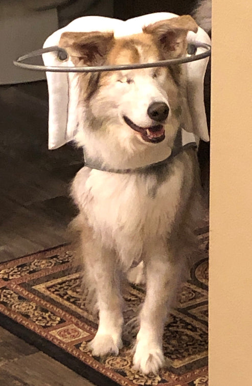 Muffin's Halo Blind Dog Guide - - Blind Dog Guide by Muffins Halo