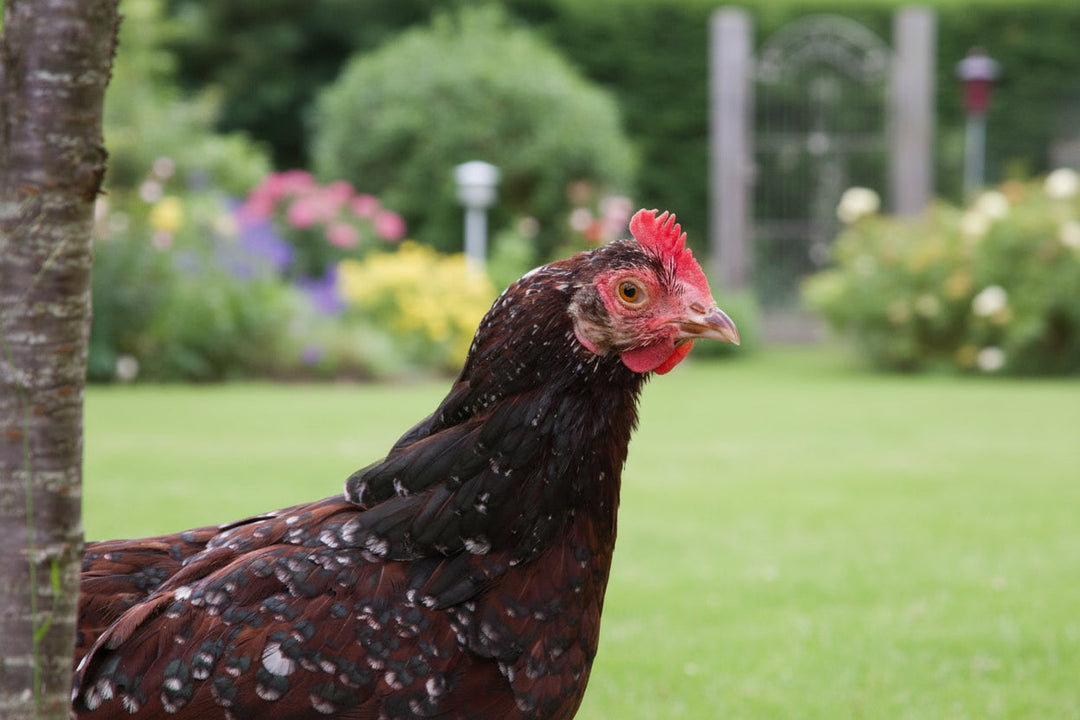 Blue Egg, Blue Laced & Speckled Trio – Buy 6 + 6 Bonus Free (12 Female Chicks, Shipping Included) - - baby chicks by Az Chickens