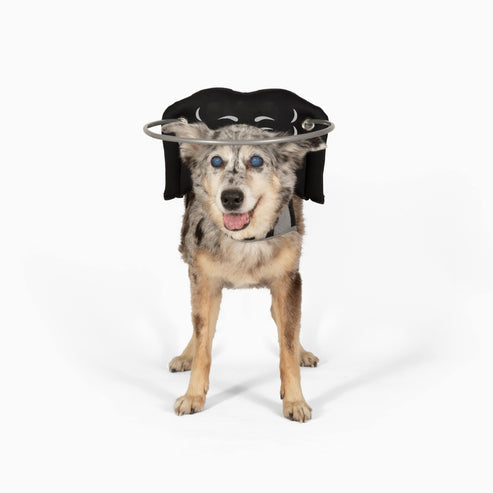Muffin's Halo Blind Dog Guide - - Blind Dog Guide by Muffins Halo