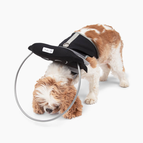 Muffin's Halo Blind Dog Guide - - Blind Dog Guide by Muffins Halo