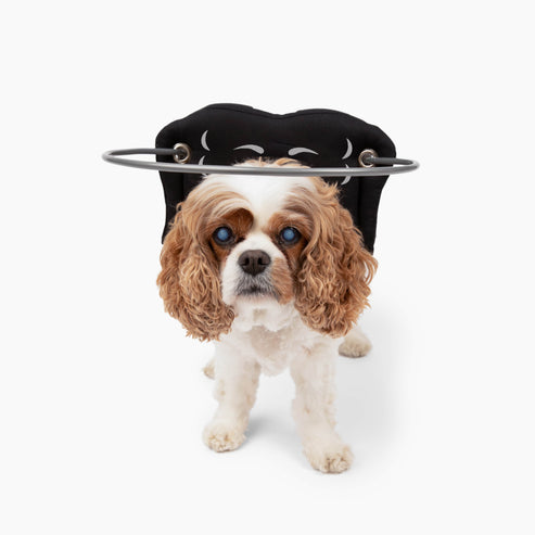Muffin's Halo Blind Dog Guide - - Blind Dog Guide by Muffins Halo