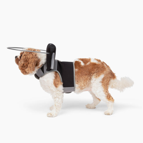 Muffin's Halo Blind Dog Guide - - Blind Dog Guide by Muffins Halo