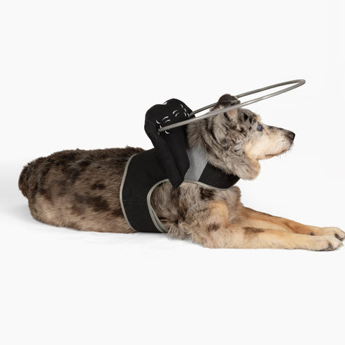 Muffin's Halo Blind Dog Guide - Black - Blind Dog Guide by Muffins Halo