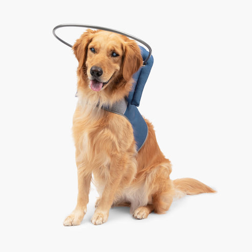 Muffin's Halo Blind Dog Guide - - Blind Dog Guide by Muffins Halo