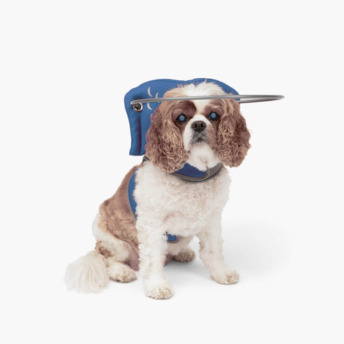 Muffin's Halo Blind Dog Guide - - Blind Dog Guide by Muffins Halo