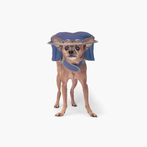 Muffin's Halo Blind Dog Guide - - Blind Dog Guide by Muffins Halo