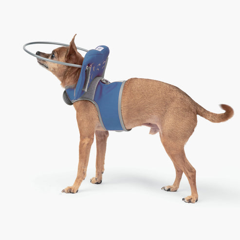 Muffin's Halo Blind Dog Guide - - Blind Dog Guide by Muffins Halo