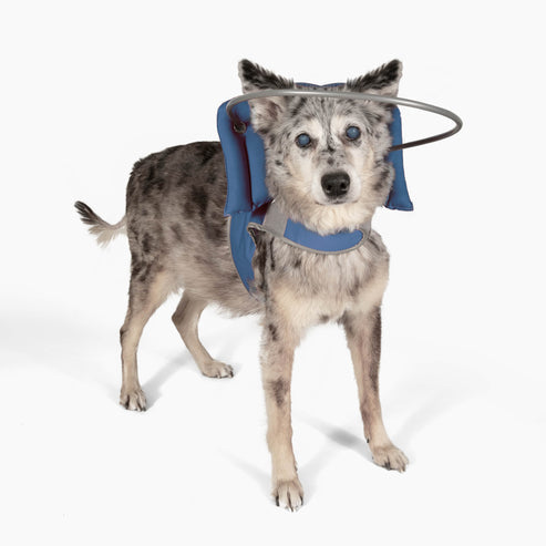 Muffin's Halo Blind Dog Guide - - Blind Dog Guide by Muffins Halo