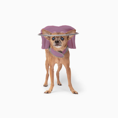Muffin's Halo Blind Dog Guide - - Blind Dog Guide by Muffins Halo