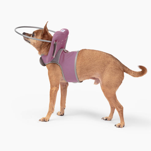 Muffin's Halo Blind Dog Guide - - Blind Dog Guide by Muffins Halo